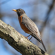 An American robin, photographed on a walk while social distancing.
